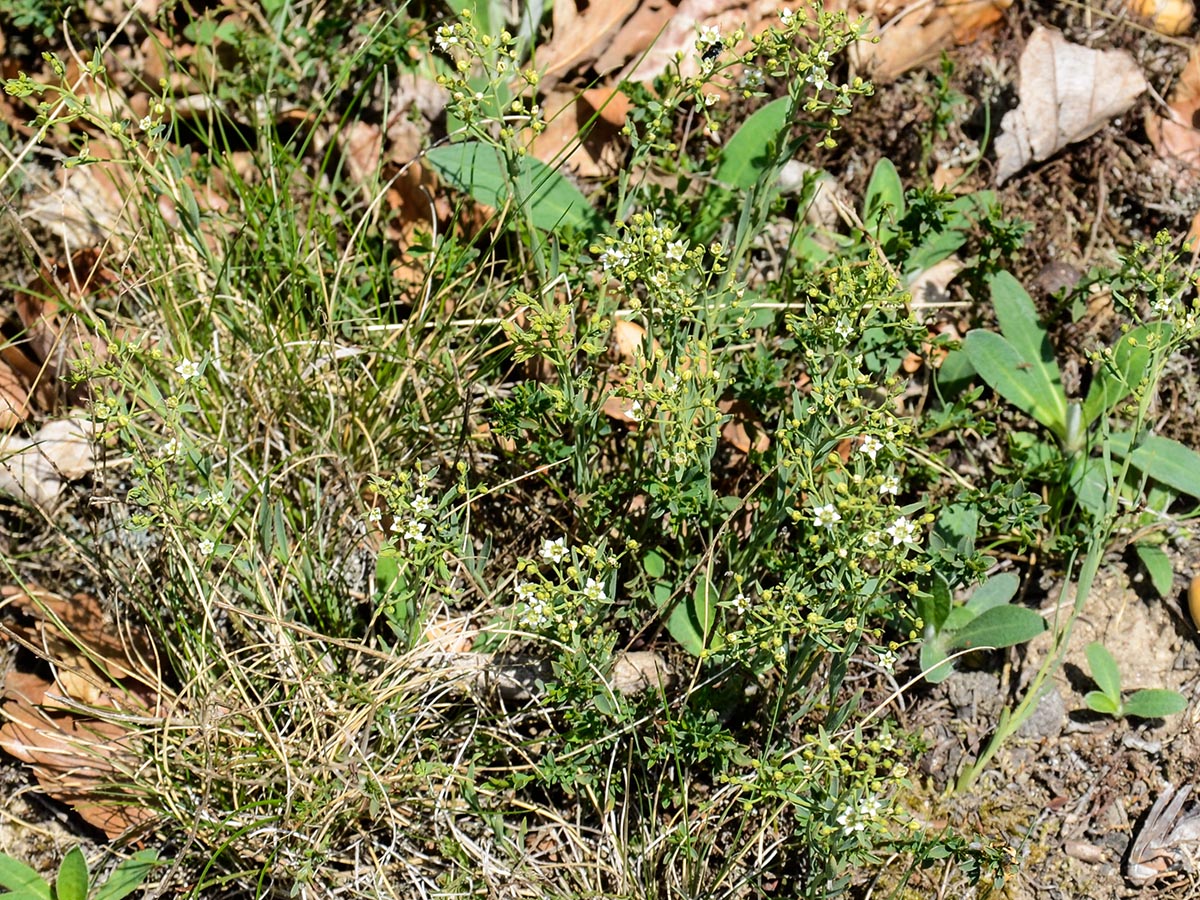 Habitus